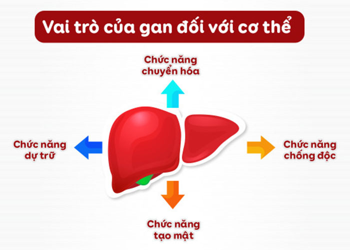 Vai Trò Của Gan Đối Với Sức Khỏe Và Sắc Đẹp